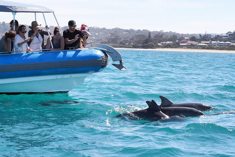 Seal Island Boat Tour From Victor Harbor - Tourism Caloundra 5