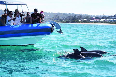 Southern Ocean Adventure From Victor Harbor - Tourism Caloundra 2