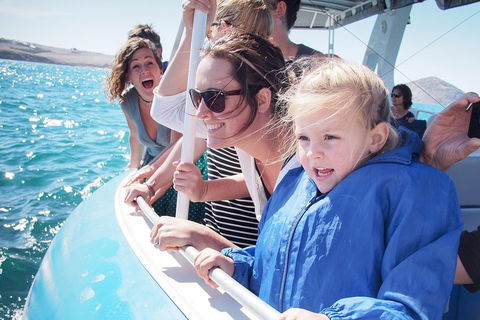 Southern Ocean Adventure From Victor Harbor - Tourism Caloundra 4