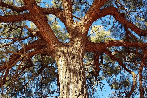 Mount Conner 4WD Small Group Tour From Ayers Rock Including Dinner - Tourism Caloundra 3