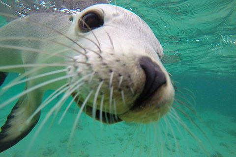 6-Day Eyre Peninsula & Flinders Ranges Adventure Tour - Tourism Caloundra 2