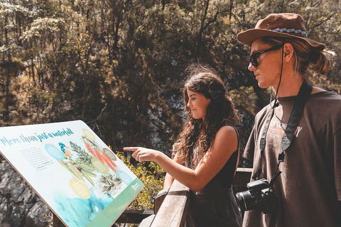 Springbrook AndTamborine Rainforest Tour Incl Natural Bridge And Glow Worm Cave - Tourism Caloundra 0