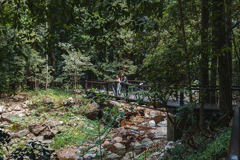 Springbrook AndTamborine Rainforest Tour Incl Natural Bridge And Glow Worm Cave - Tourism Caloundra 3