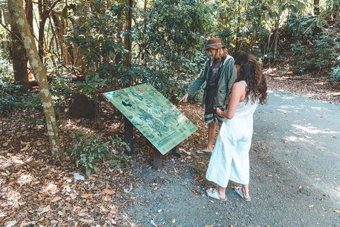 Springbrook AndTamborine Rainforest Tour Incl Natural Bridge And Glow Worm Cave - Tourism Caloundra 5