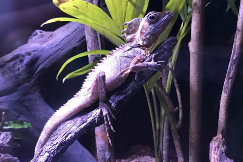 Cairns Aquarium Admission Ticket - Tourism Caloundra 0