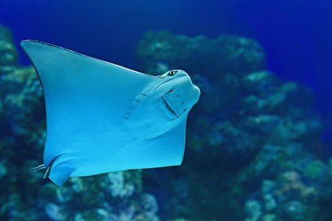 Cairns Aquarium Admission Ticket - Tourism Caloundra 2