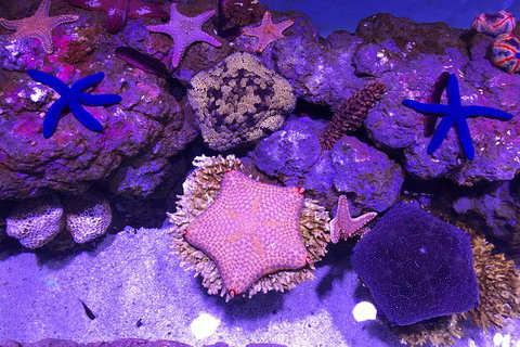 Cairns Aquarium Admission Ticket - Tourism Caloundra 5