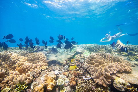Outer Reef Pontoon Experience From Cairns - Tourism Caloundra 4