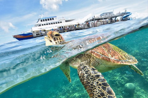Outer Reef Pontoon Experience From Cairns - Tourism Caloundra 5