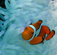 Seastar Luxury Outer Great Barrier Reef Island and Reef Tour from Cairns - Tourism Caloundra