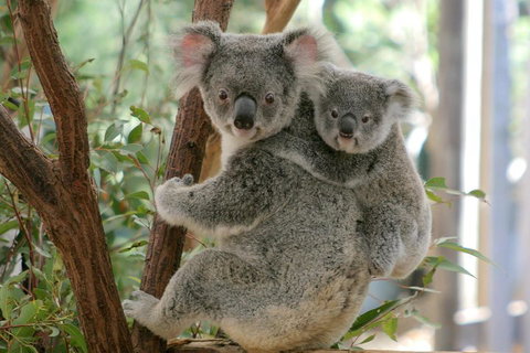 Lone Pine Koala Sanctuary Admission With Brisbane River Cruise - Tourism Caloundra 3
