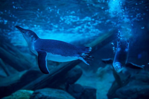 SEA LIFE Sunshine Coast Aquarium Entrance Ticket - Tourism Caloundra 1