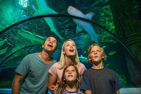 SEA LIFE Sunshine Coast Aquarium Entrance Ticket - Tourism Caloundra 3