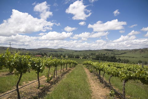 Hunter Valley Wine Tour From Sydney Incl Lunch, Cheese, Chocolate And Distillery - Tourism Caloundra 0