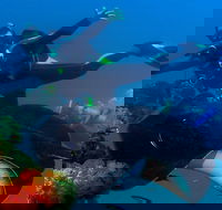 Scuba Dive the S.S. Yongala Wreck on the Great Barrier Reef. - Tourism Caloundra